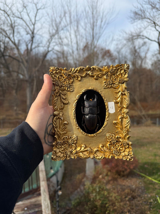 Gold Black Stag Large Frame
