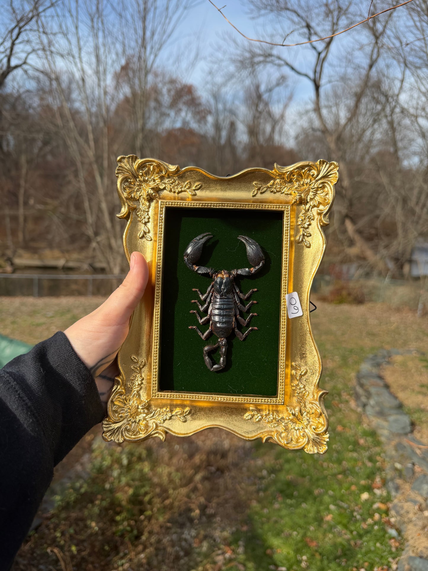 Gold Green Scorpion Frame