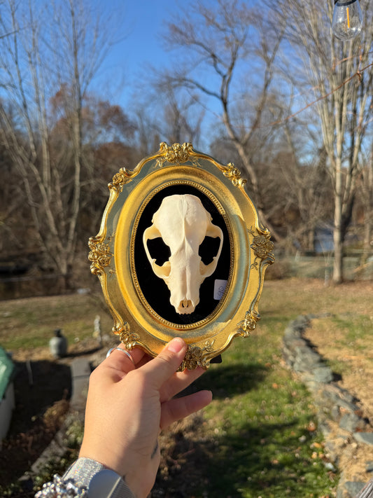 Gold Black Raccoon Skull Frame