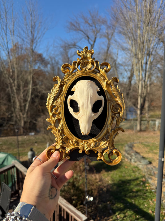 Gold Black Beaver Skull Frame