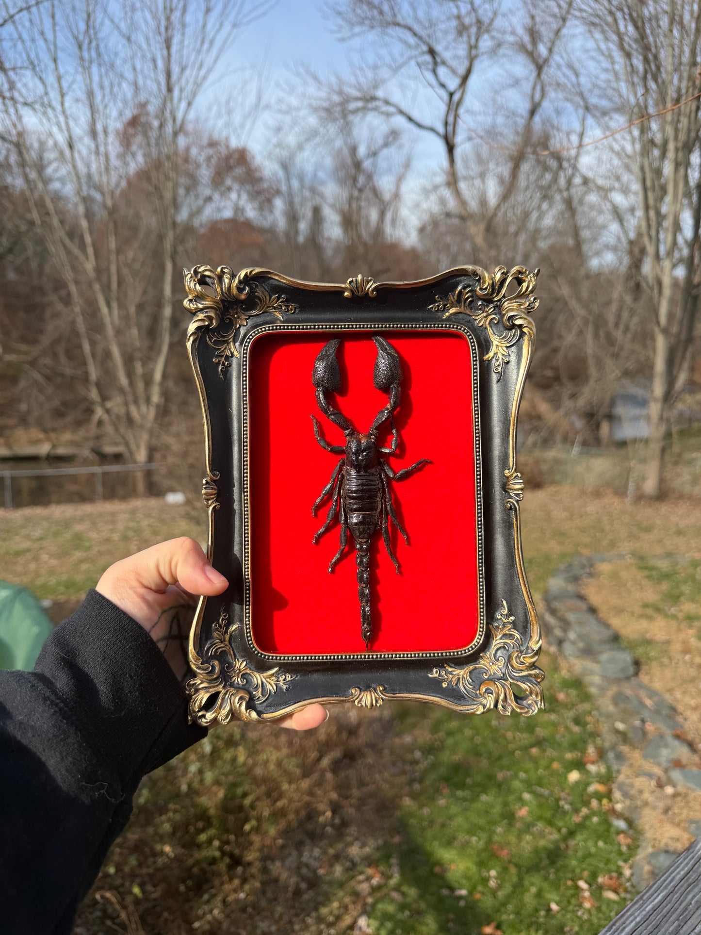 Black Red Scorpion Frame