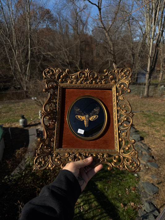 Vintage Death Moth Frame