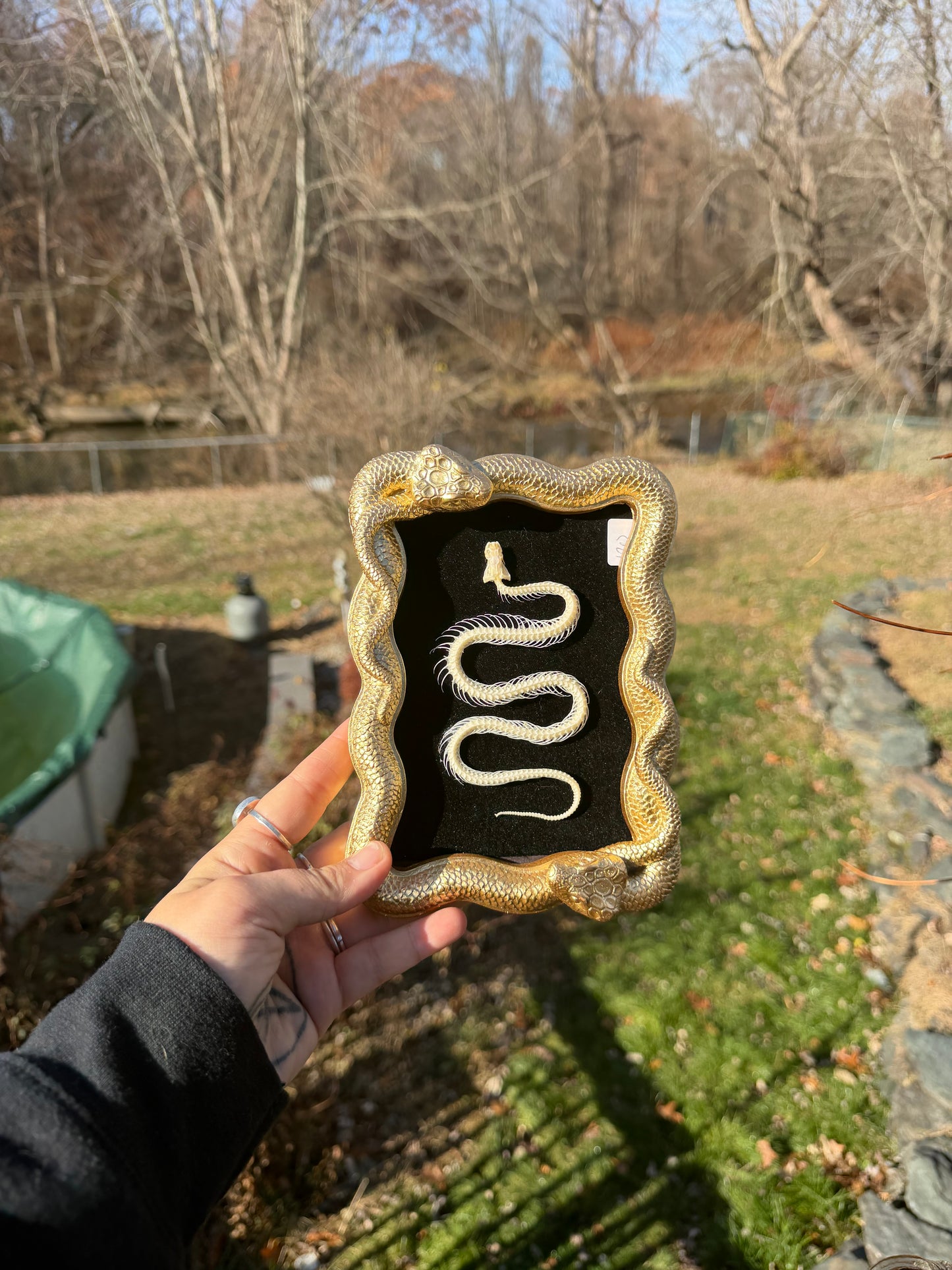 Gold Black Snake Frame