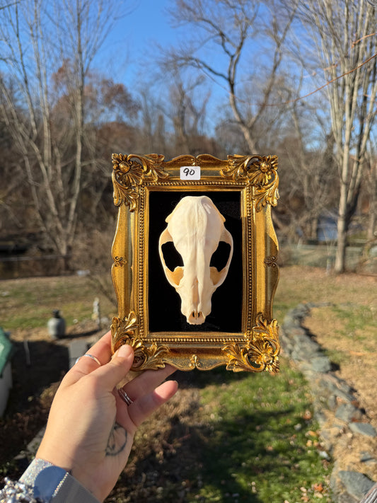 Gold Black Raccoon Skull Frame