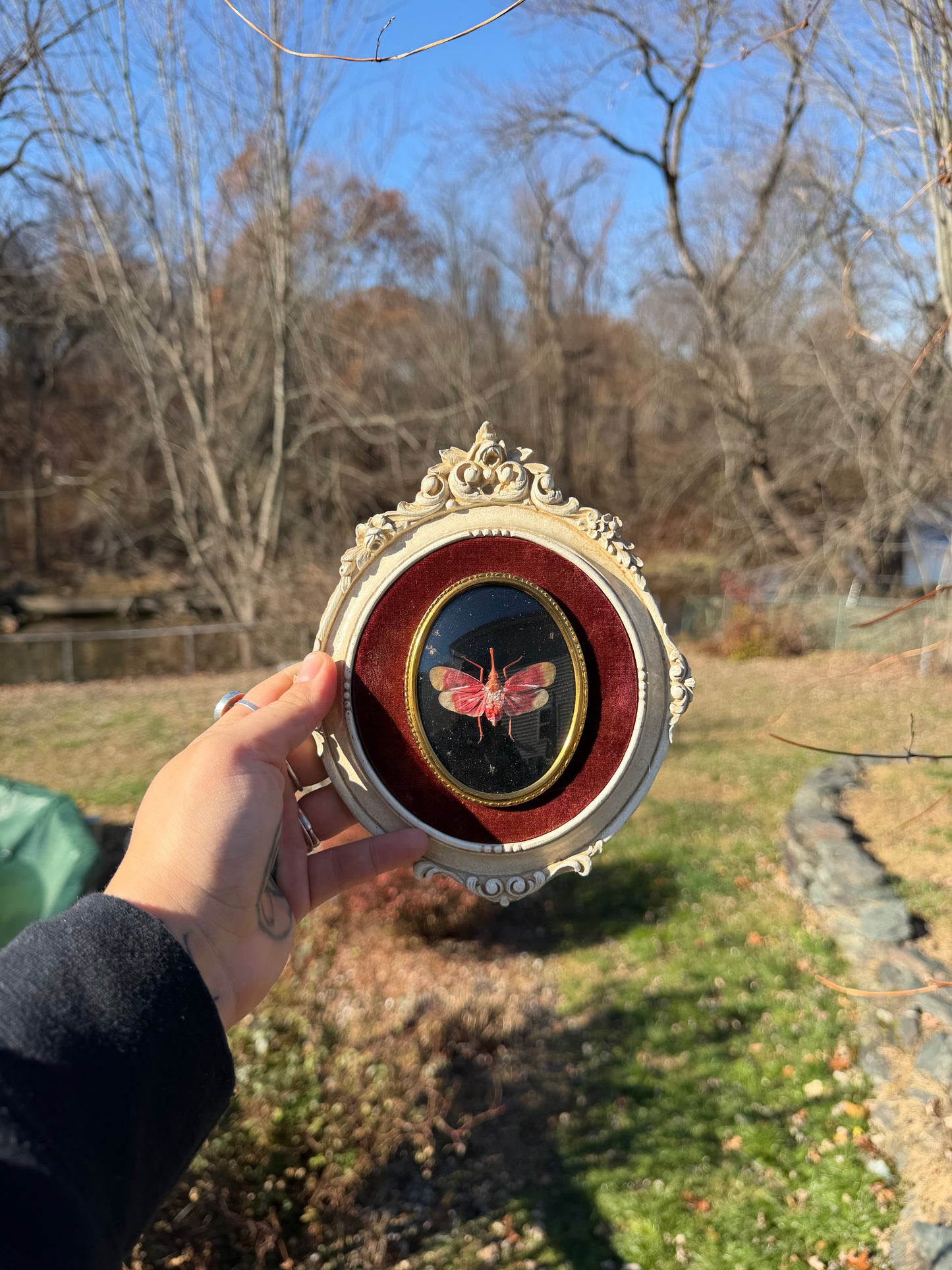 White Vintage Lanternfly Frame