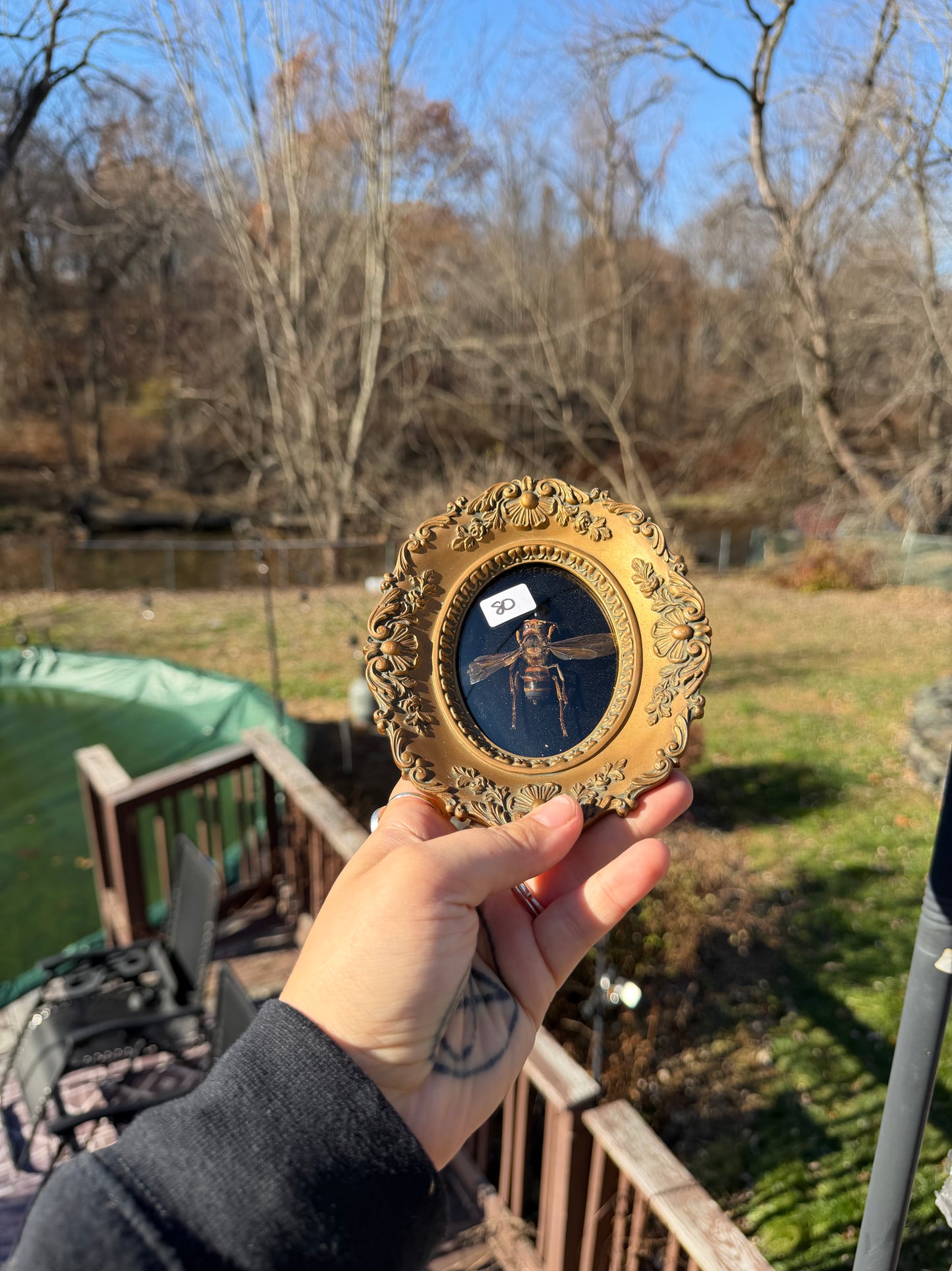 Vintage Hornet Frame