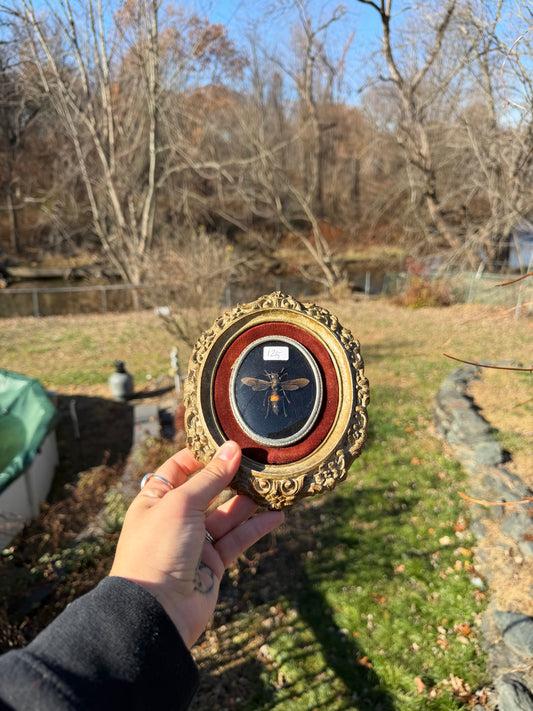 Vintage Hornet Frame