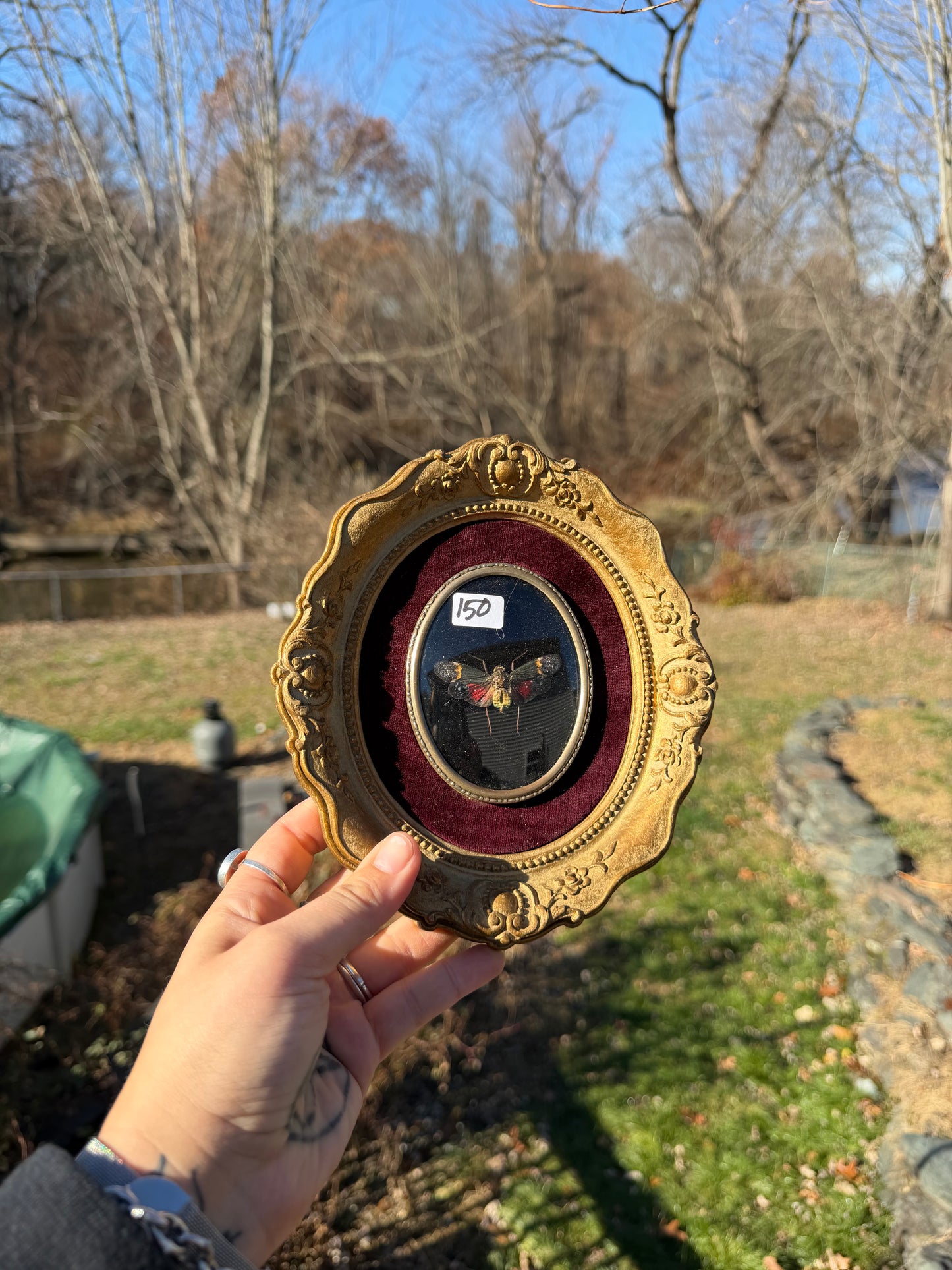 Vintage Lanternfly Frame