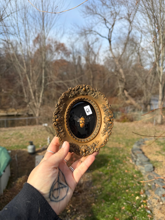 Vintage Stinkbug Frame