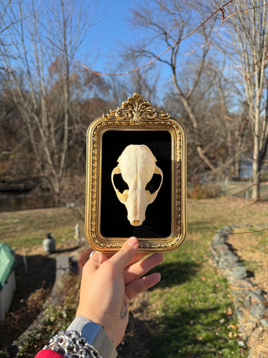 Black Gold Raccoon Skull Frame