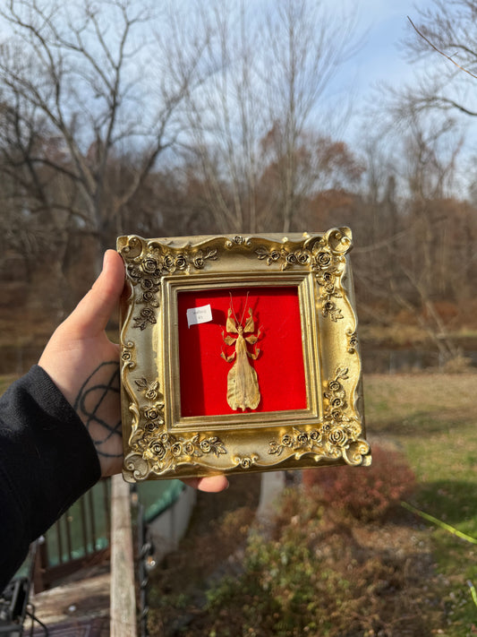 Gold Red Leafbug Frame