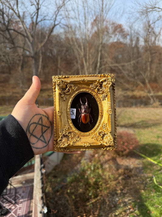 Gold Black Red Stag Frame