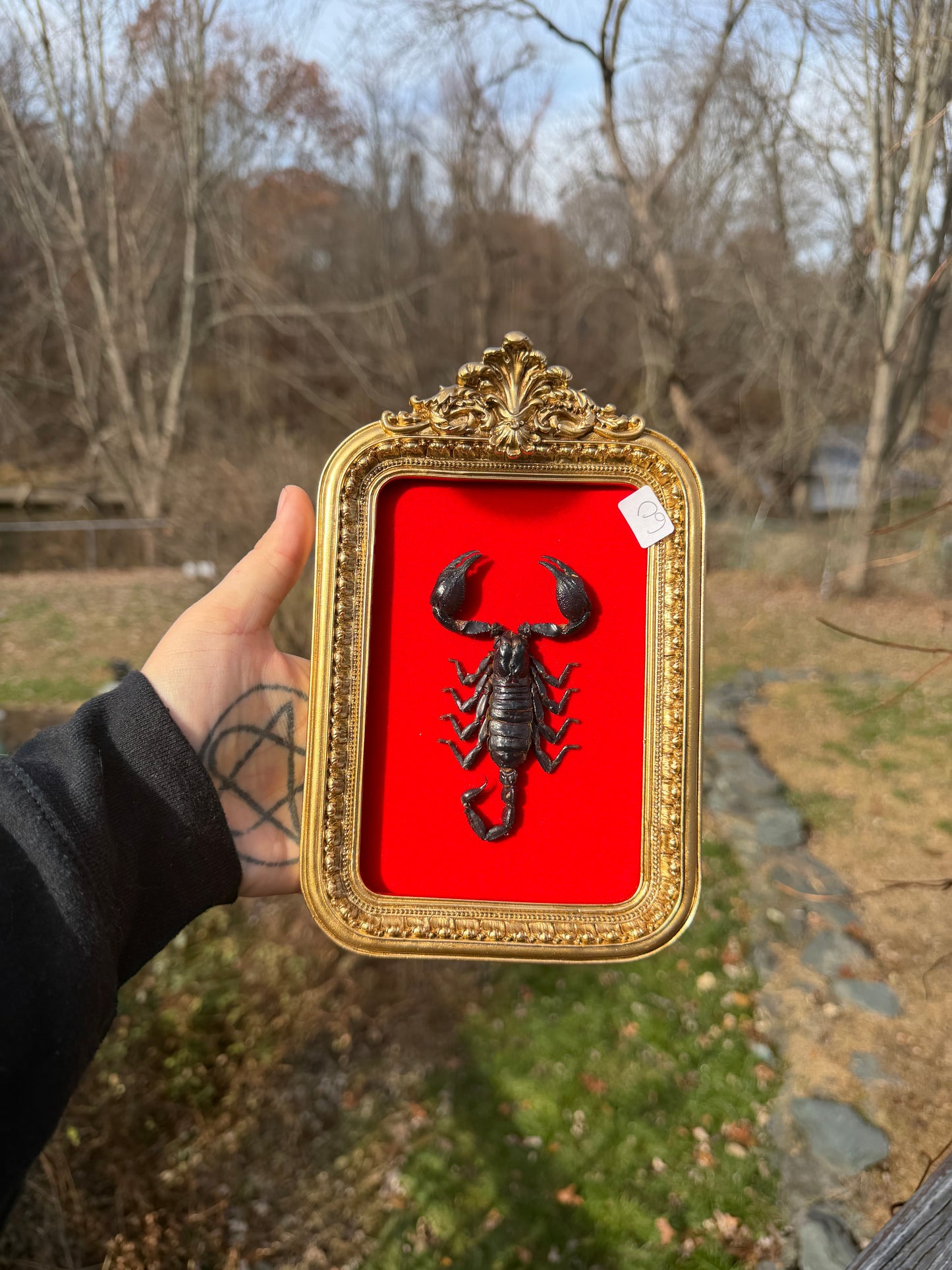 Gold Red Scorpion Frame