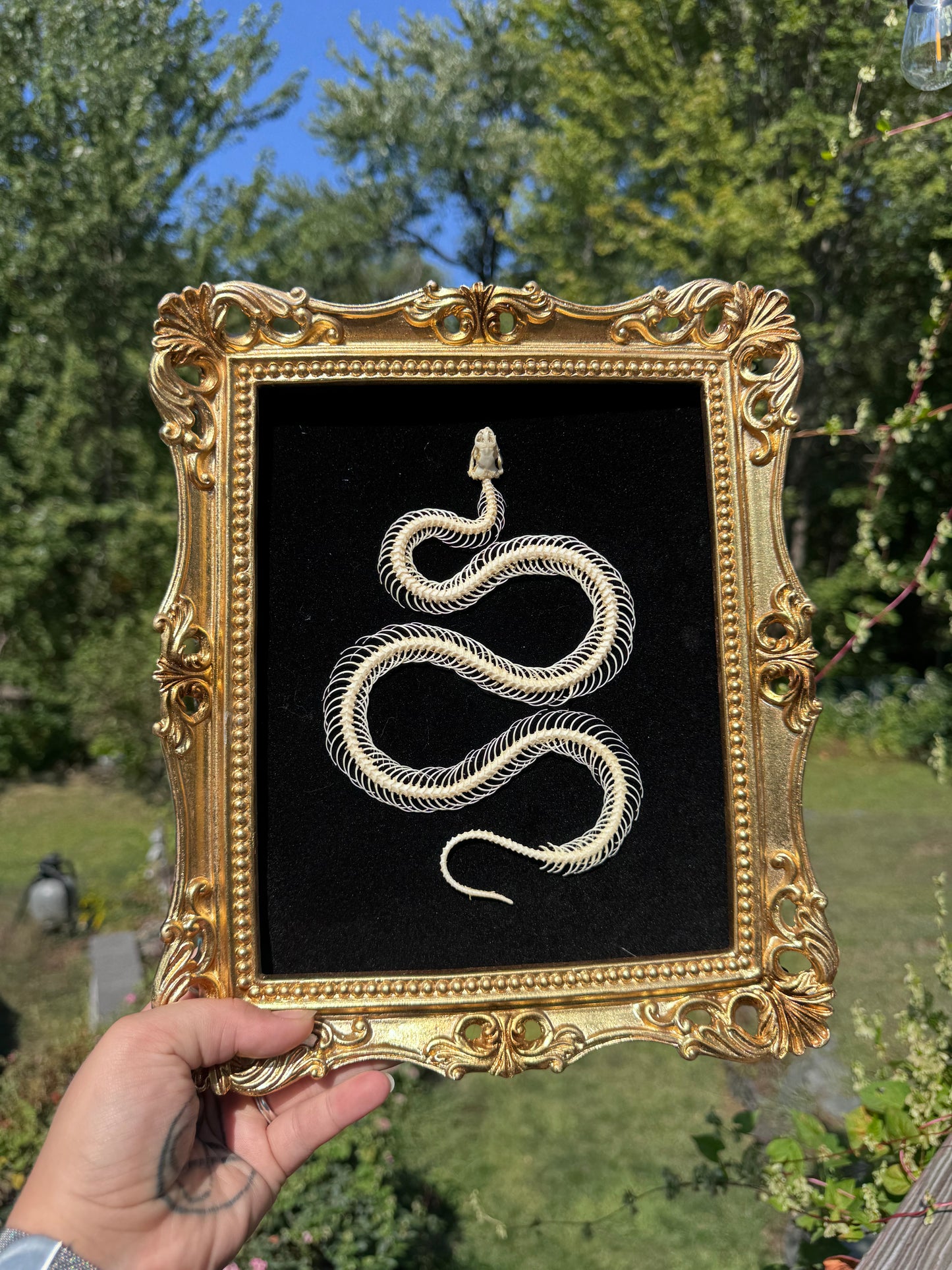 Gold Black Snake Frame