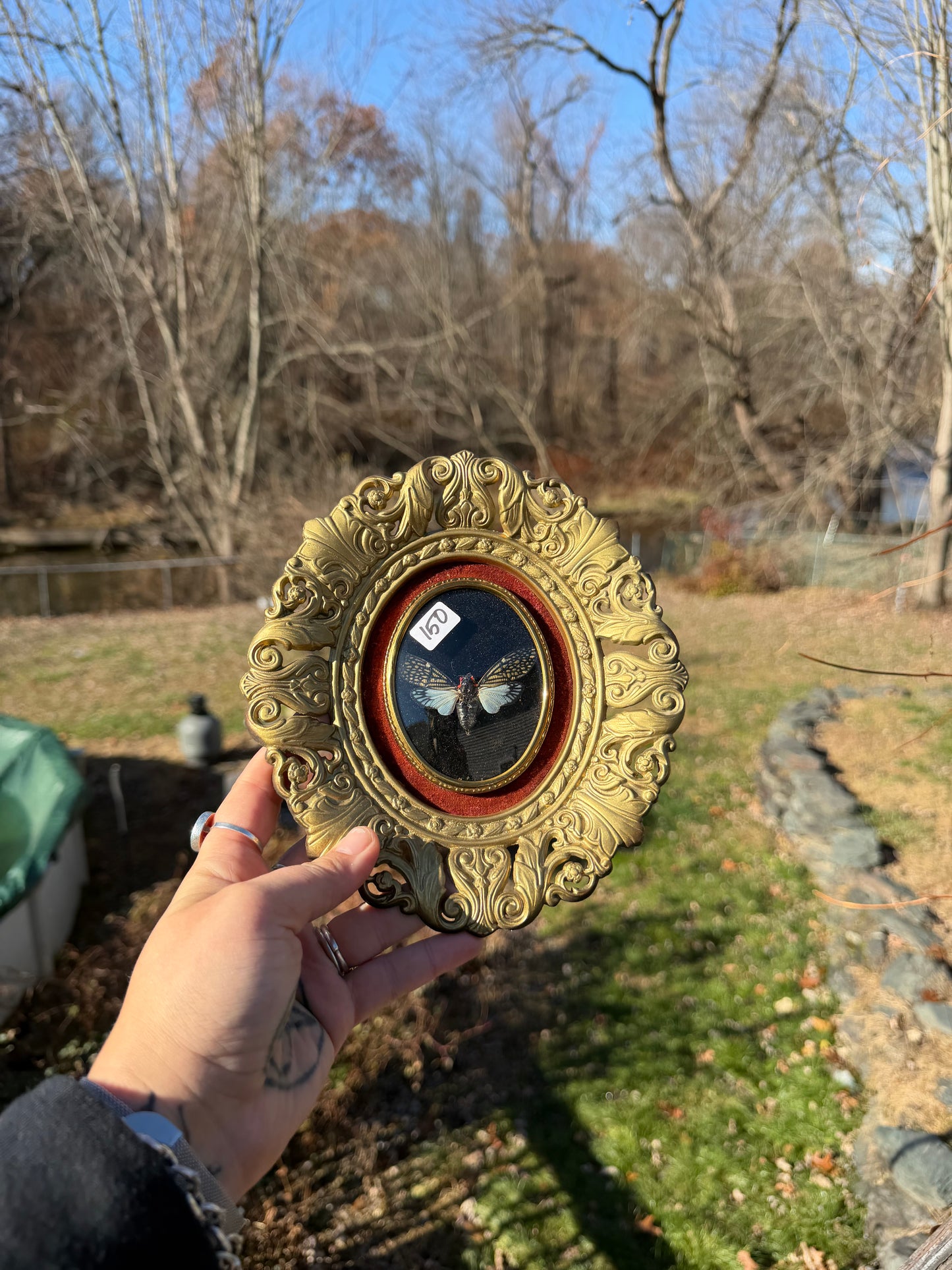 Vintage Cicada Frame