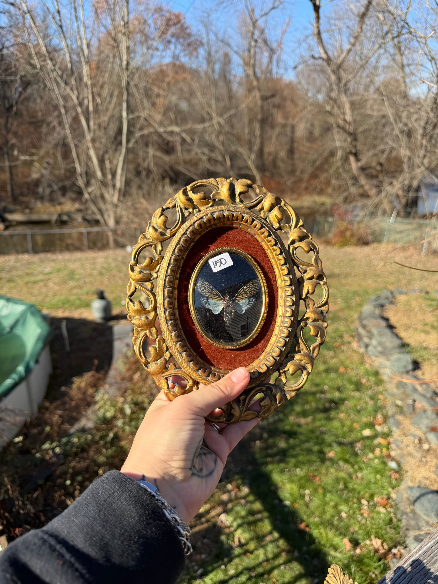 Vintage Cicada Frame