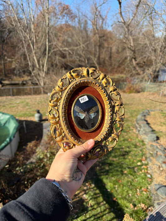 Vintage Cicada Frame