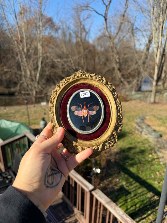 Vintage Lanternfly Frame