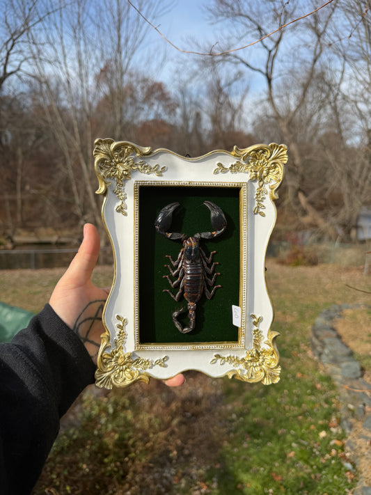 White Gold Green Scorpion Frame