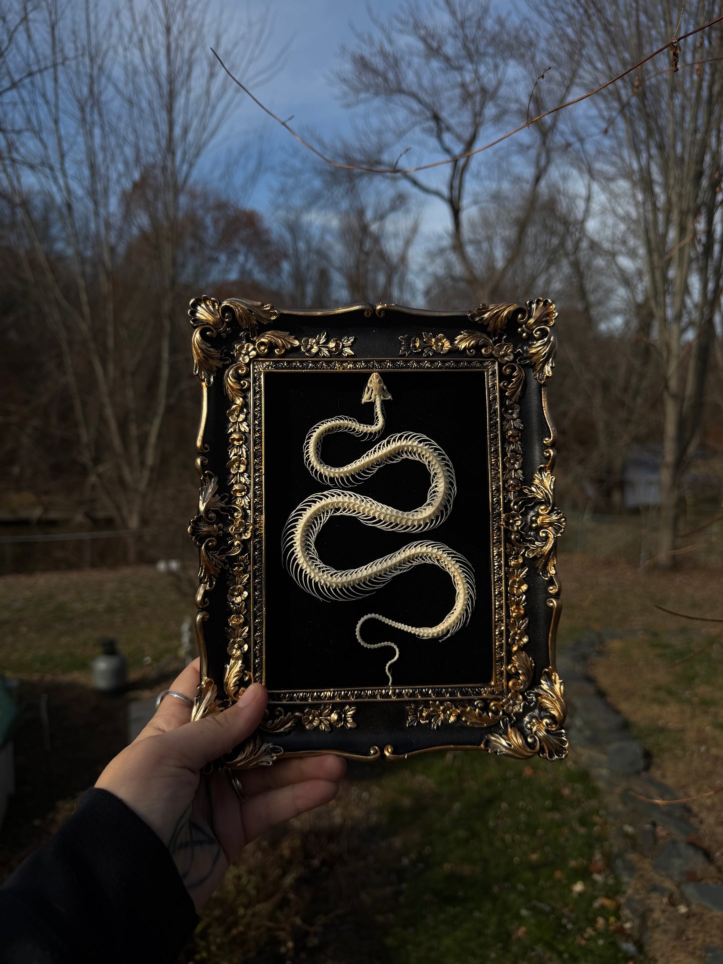 Black Snake Frame
