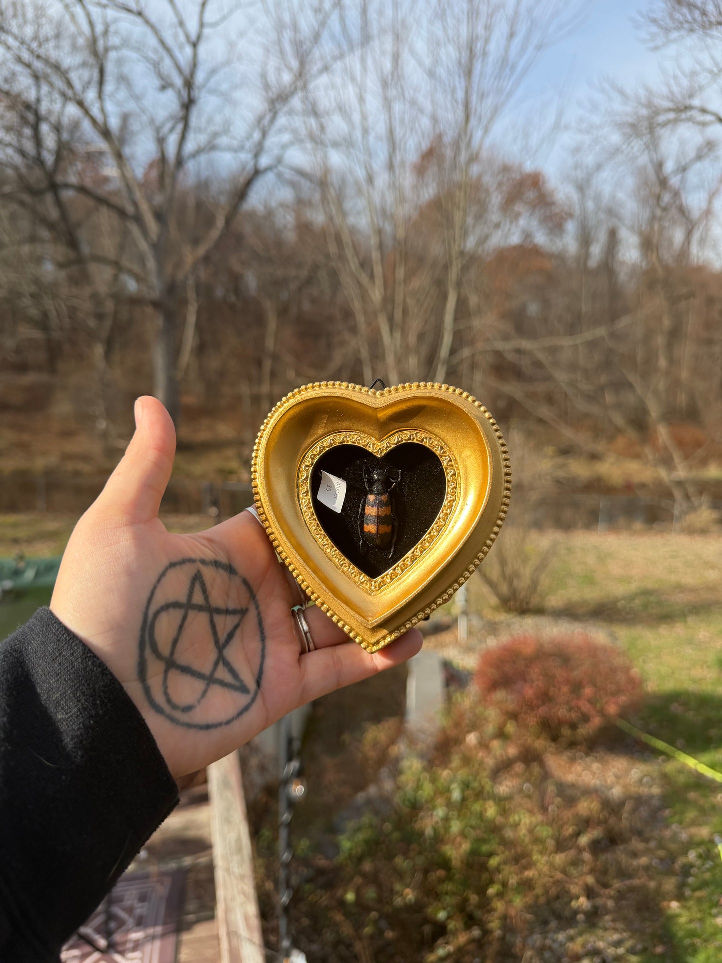 Gold Black Blister Beetle Frame