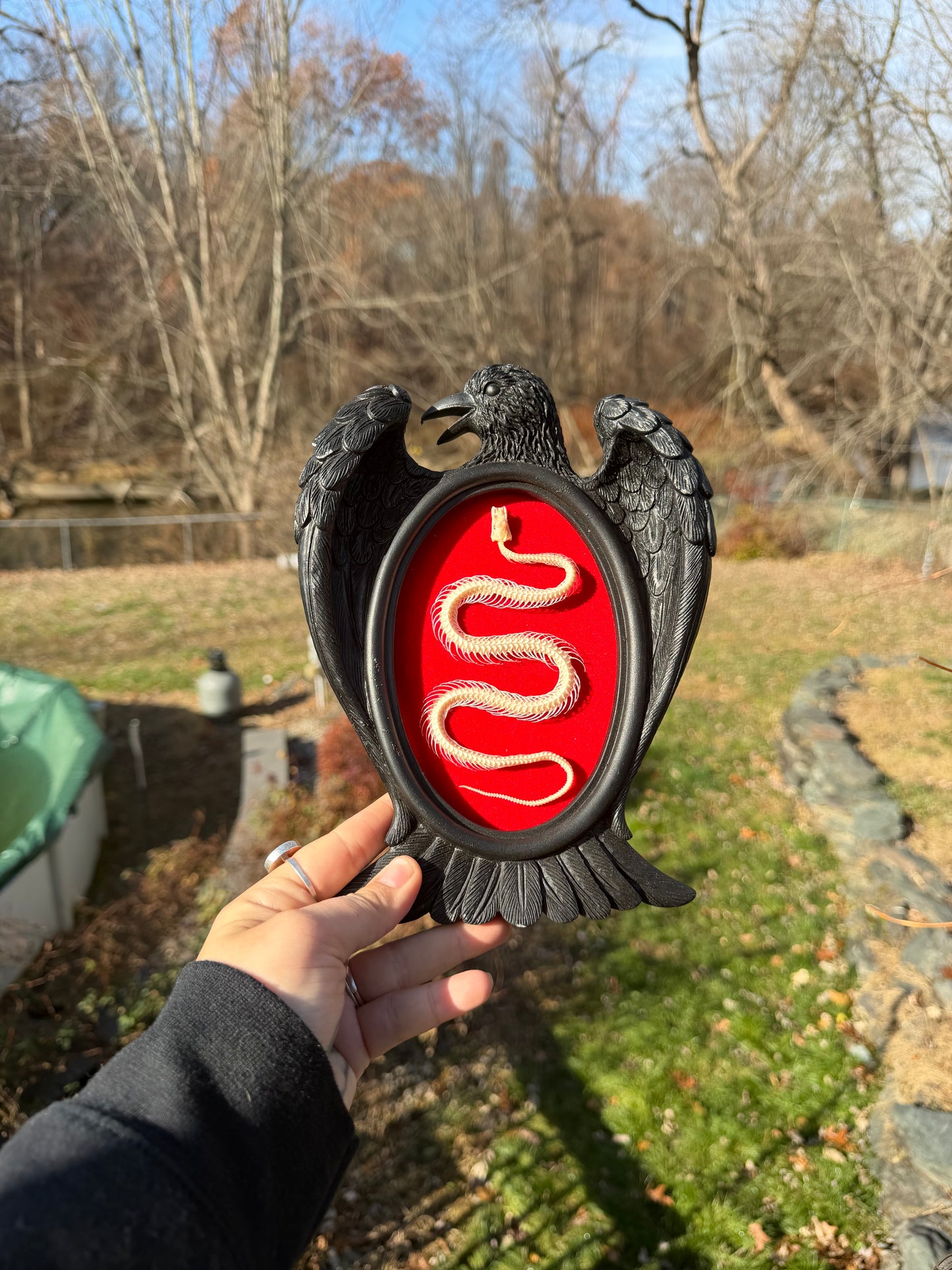 Black Red Snake Frame