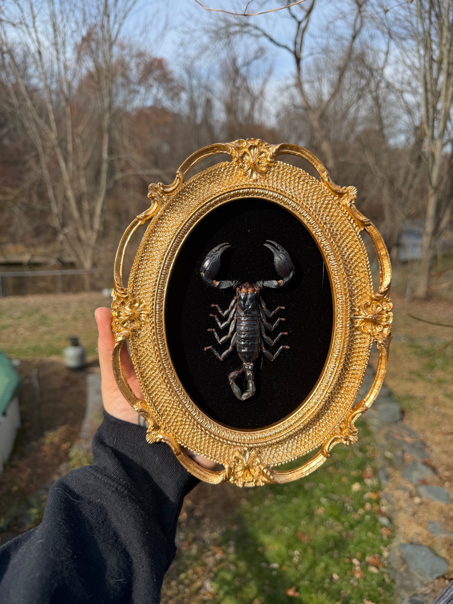 Black Gold Scorpion Frame