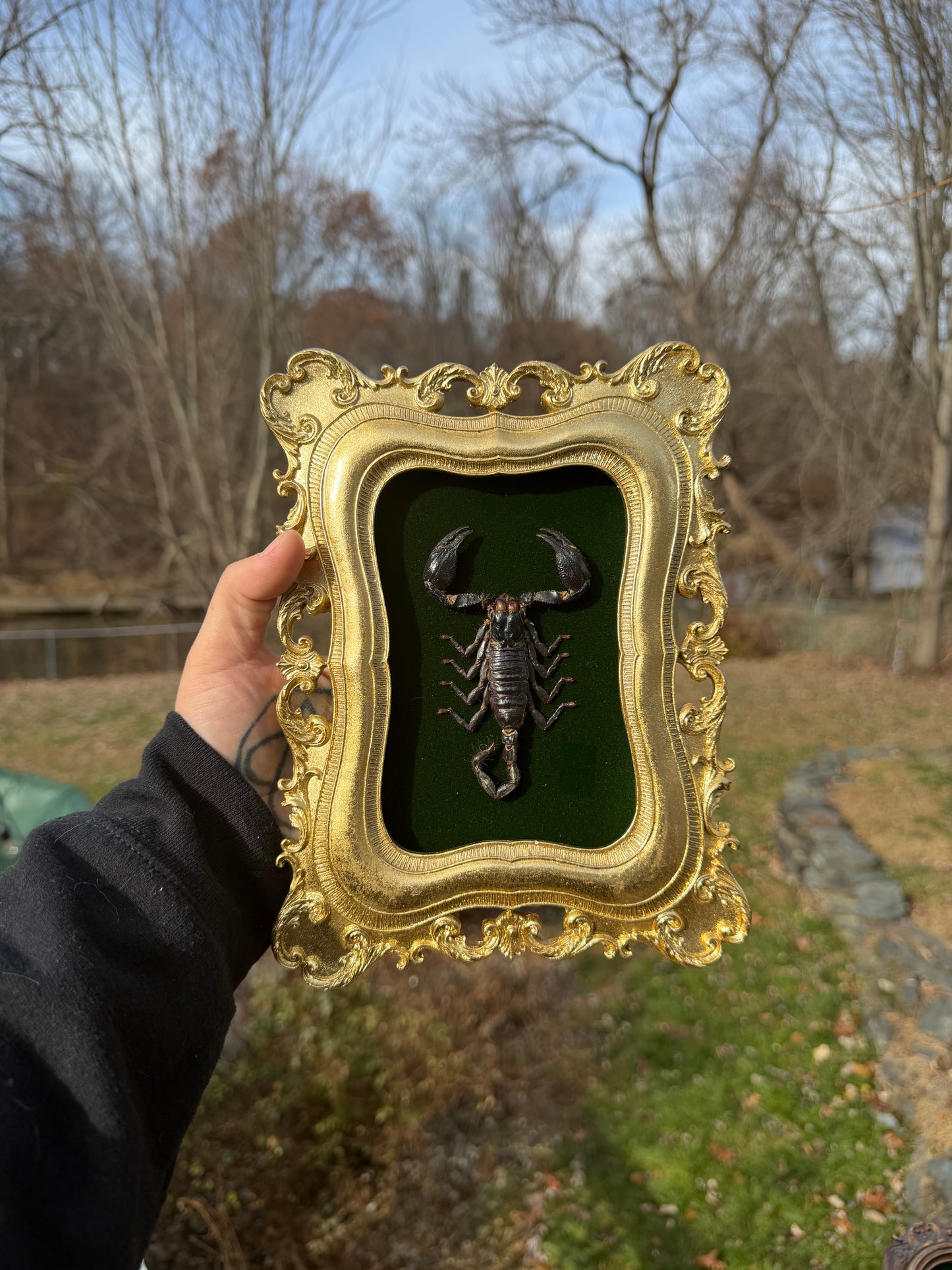 Gold Green Scorpion Frame