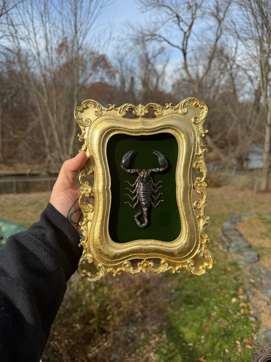 Gold Green Scorpion Frame