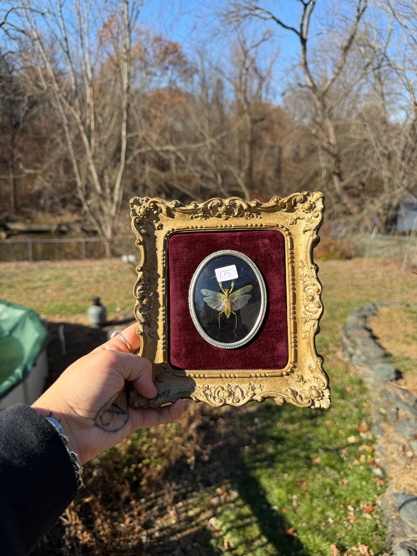 Vintage Mantis Frame