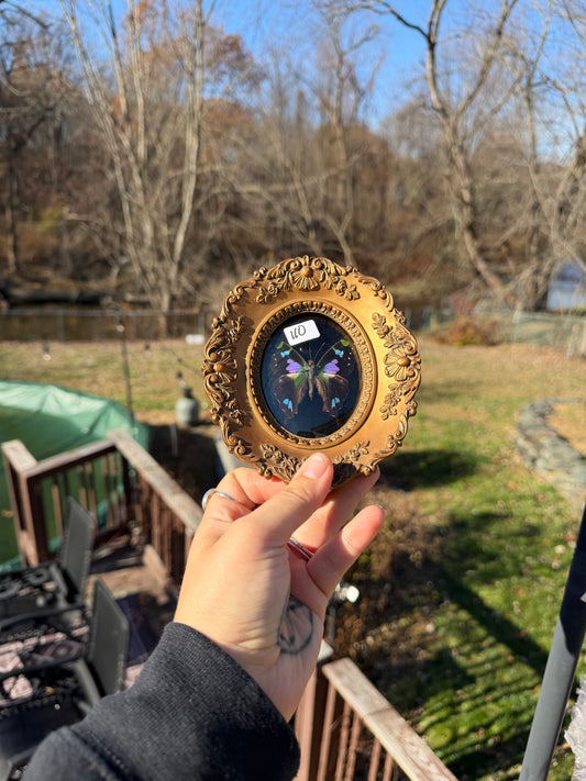 Vintage Butterfly Frame