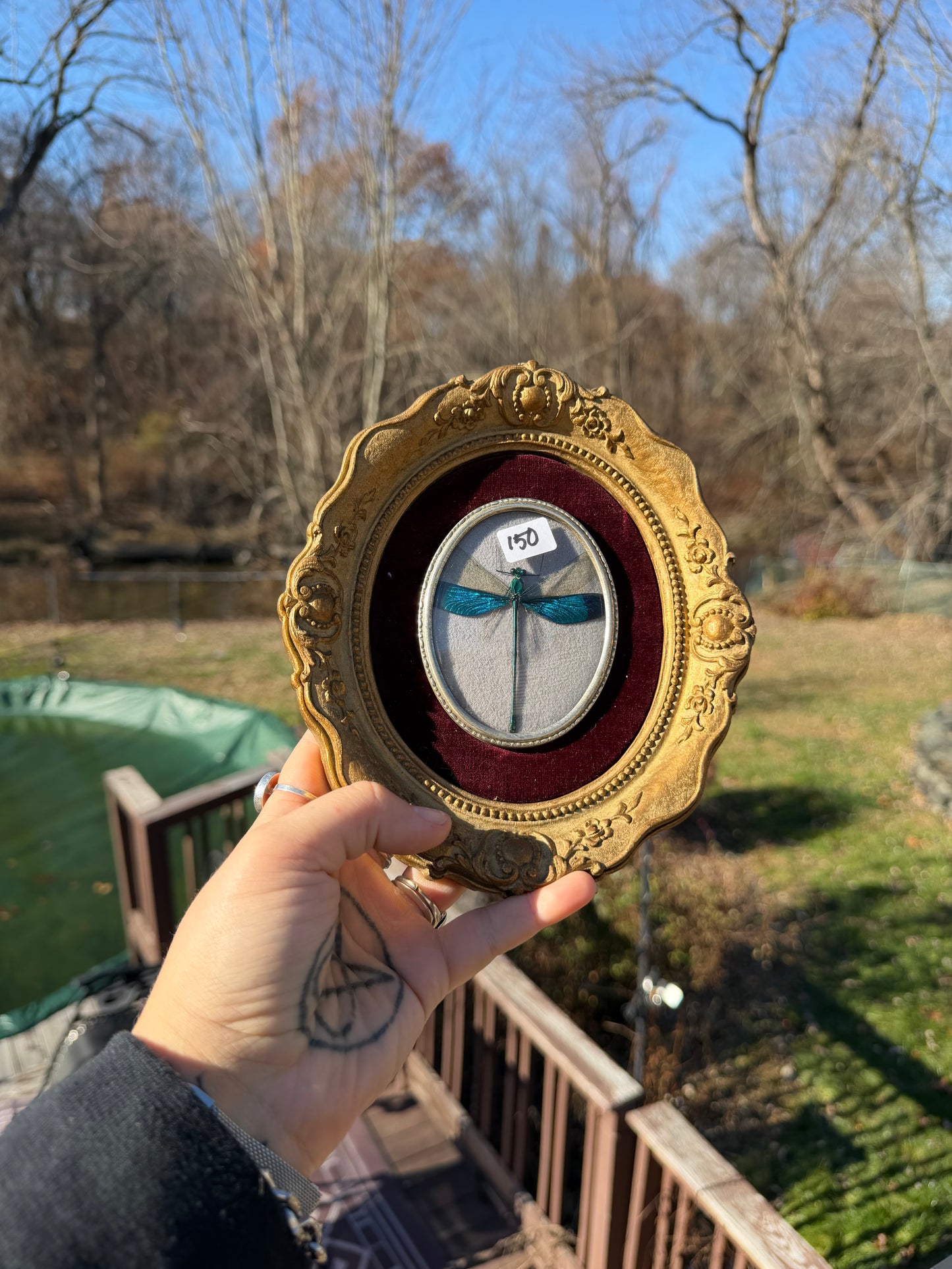 Vintage Damselfly Frame