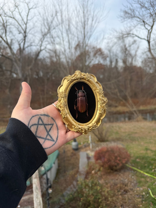 Gold Black Longhorn Bettle Frame