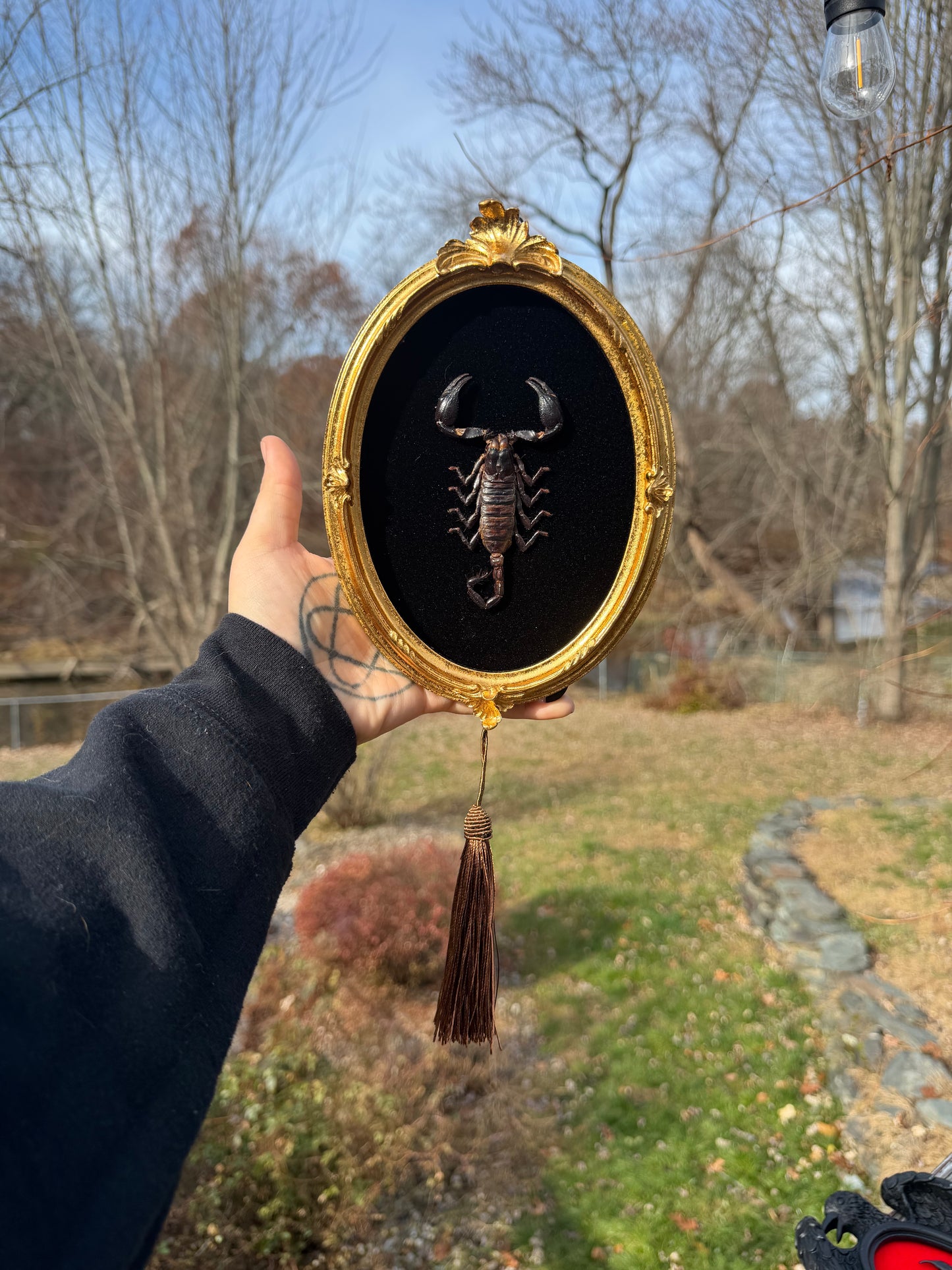 Black Gold Scorpion Frame