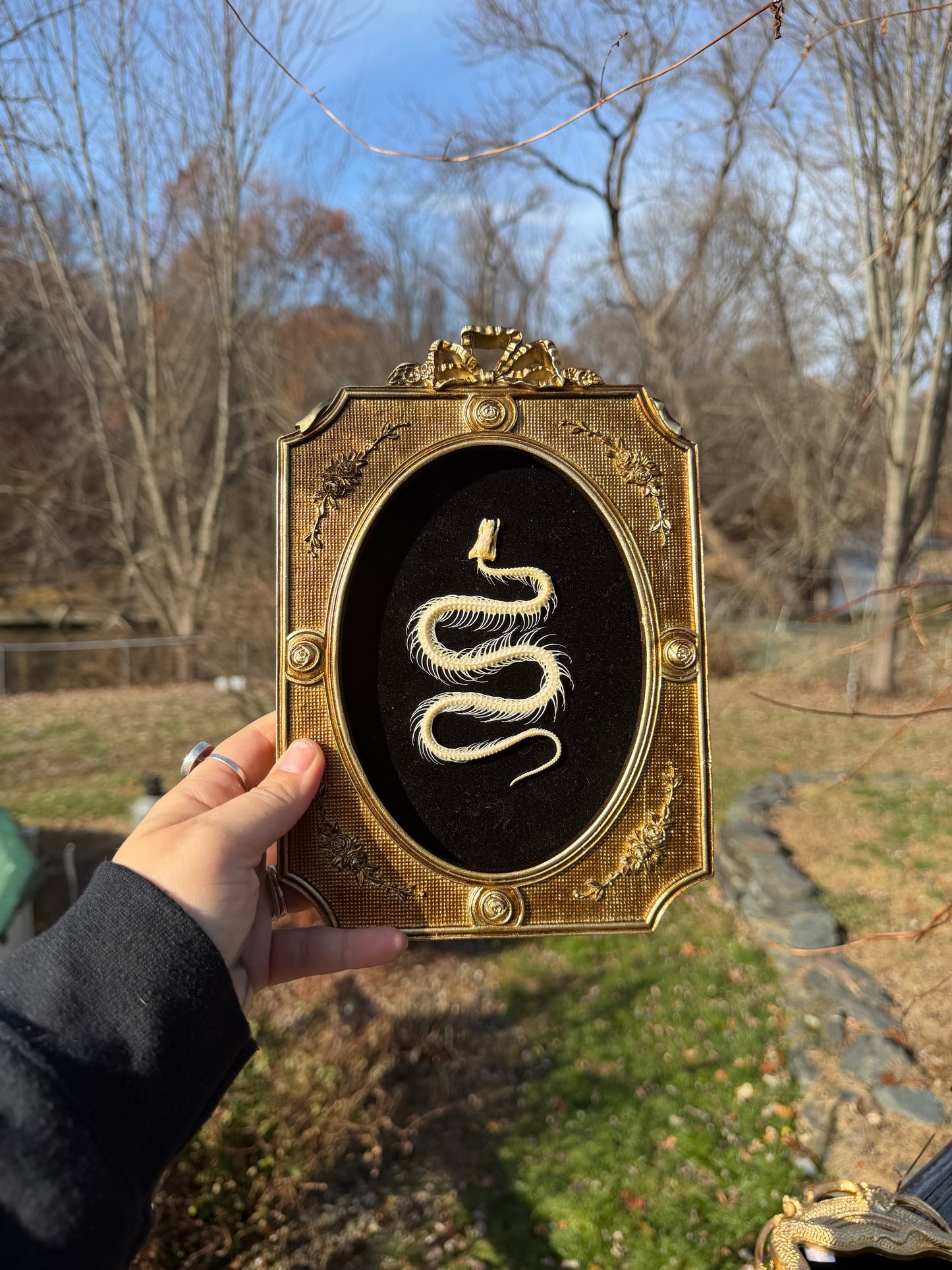Gold Black Snake Frame