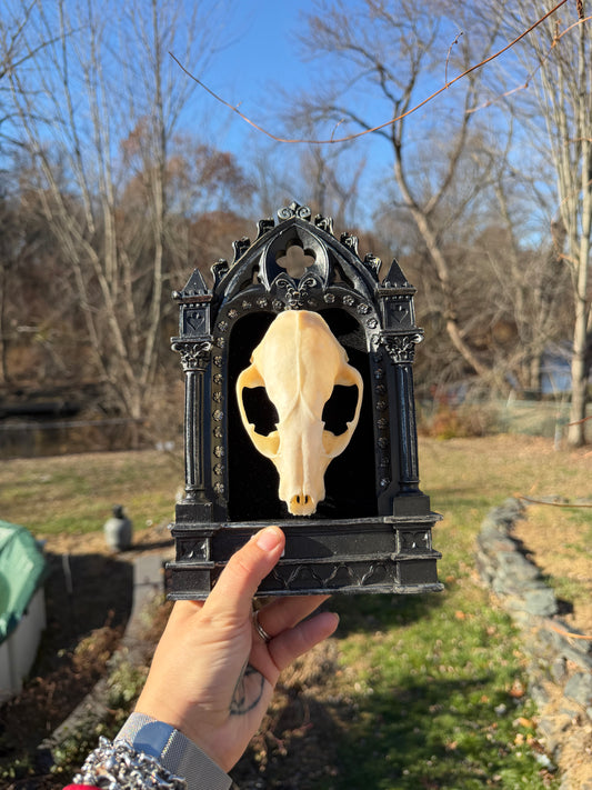 Black Raccoon Skull Frame