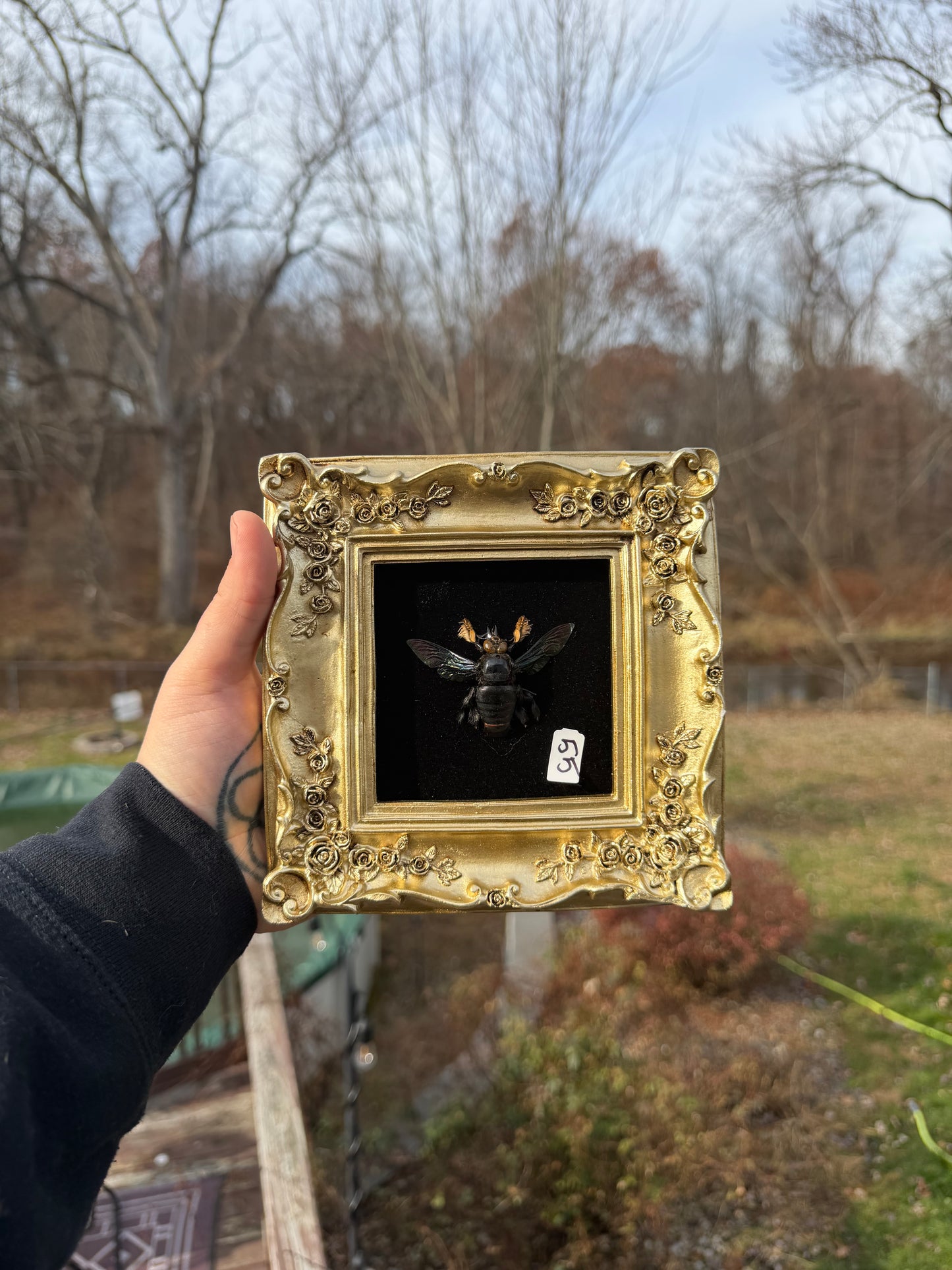 Gold Black Carpenter Bee Large Frame