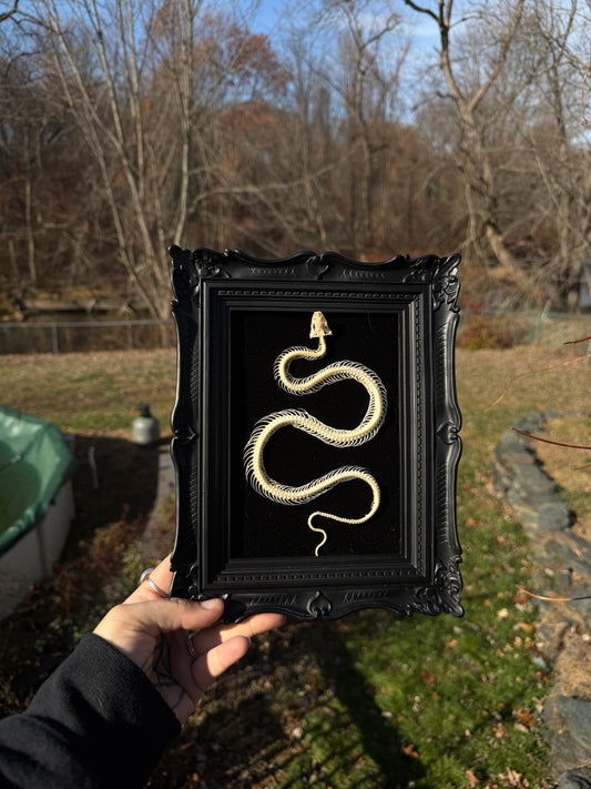Black Snake Frame