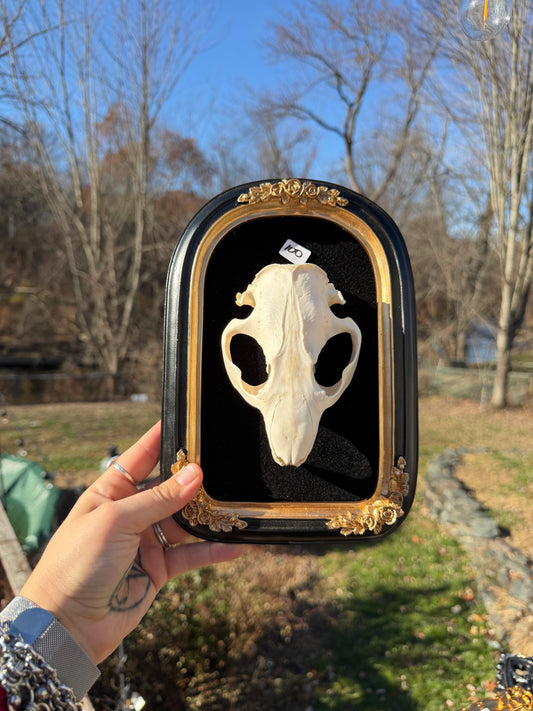 Black Beaver Skull Frame