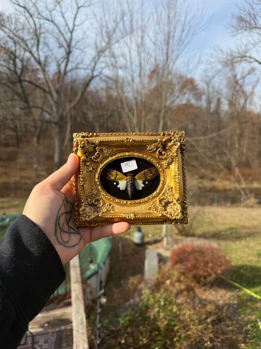 Gold Black Cicada Frame