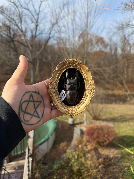 Gold Black Stag Beetle Frame