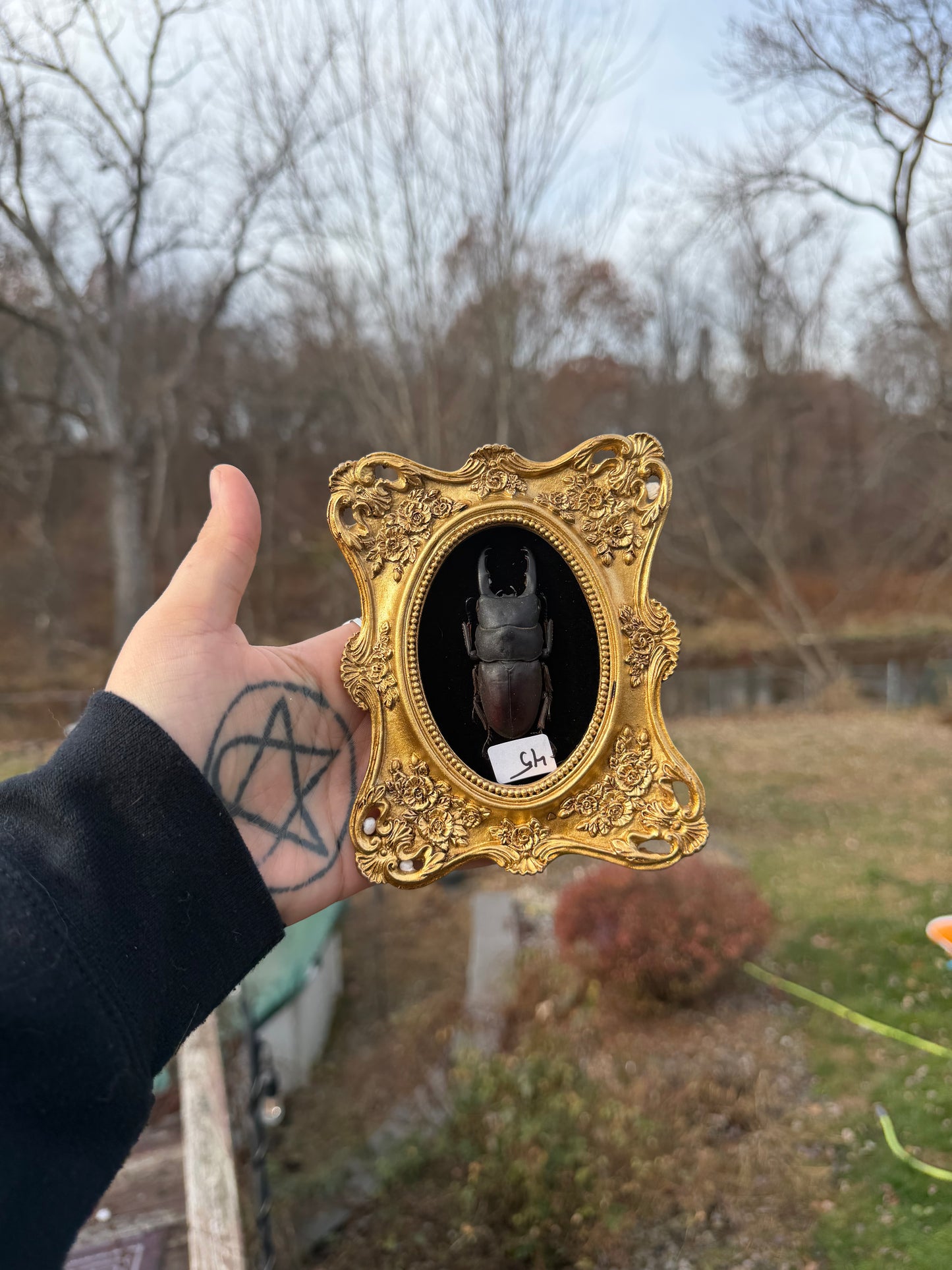 Gold Black Stag Beetle