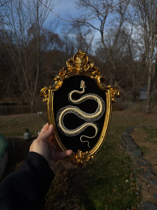 Gold Black Snake Frame