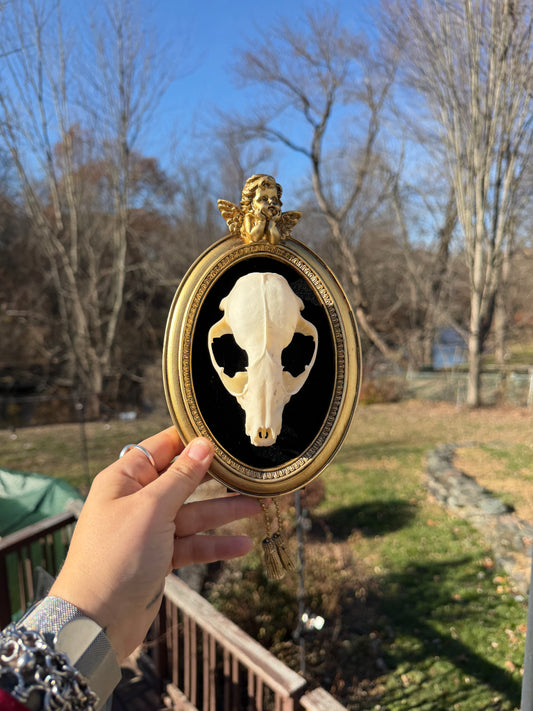 Black Gold Raccoon Skull Frame