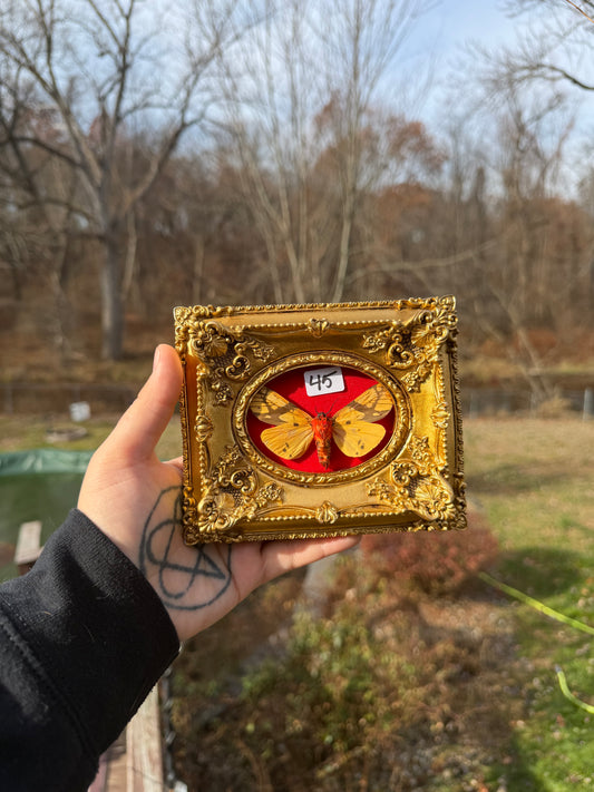 Gold Red Cicada Frame