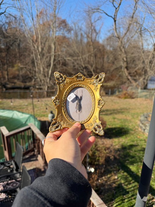 Vintage Waterscorpion Frame