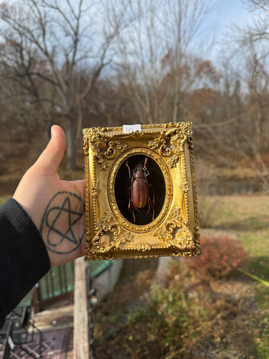 Gold Black Longhorn Beetle Frame