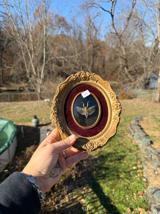 Vintage Mantis Frame