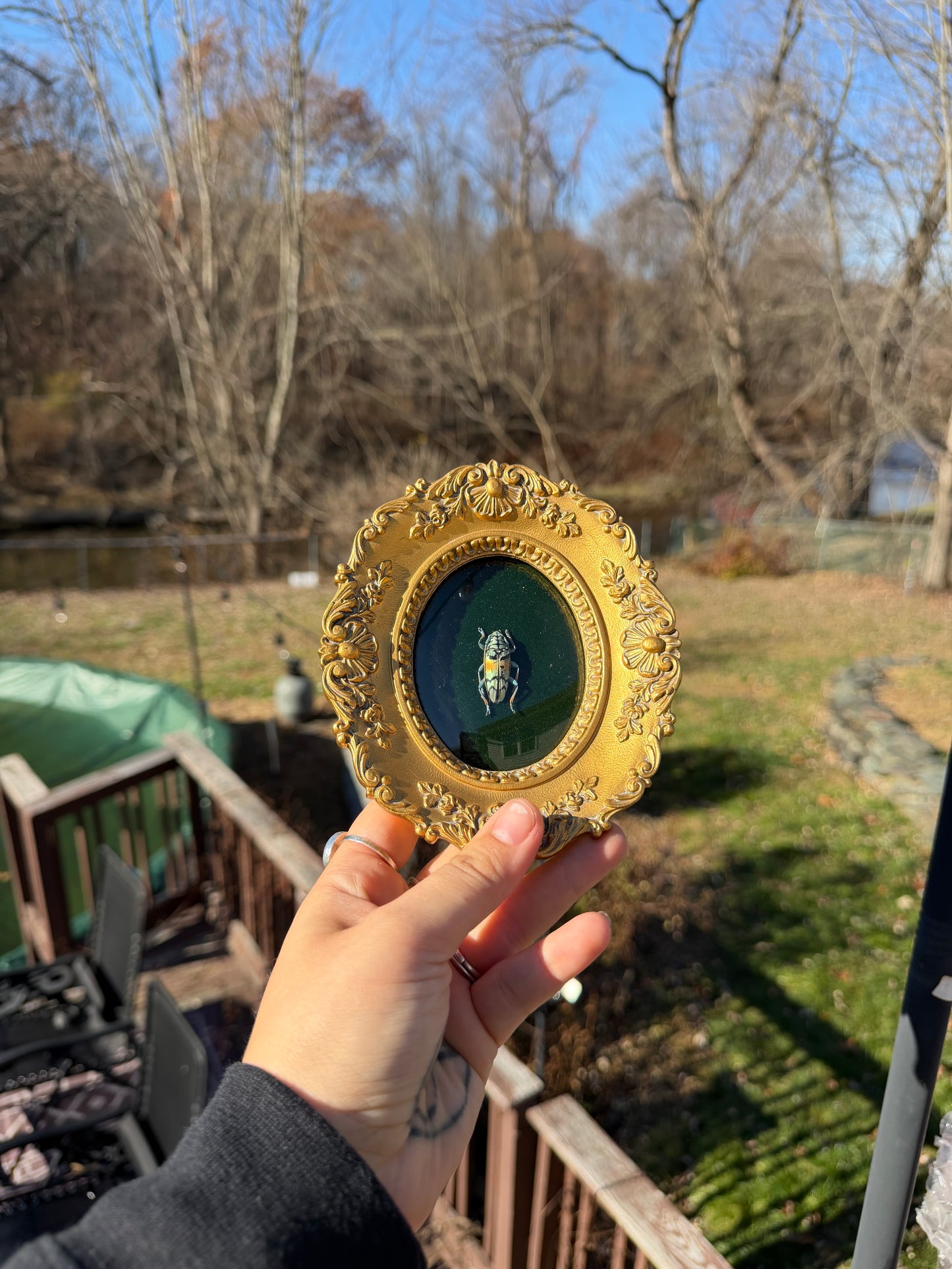 Vintage Beetle Frame