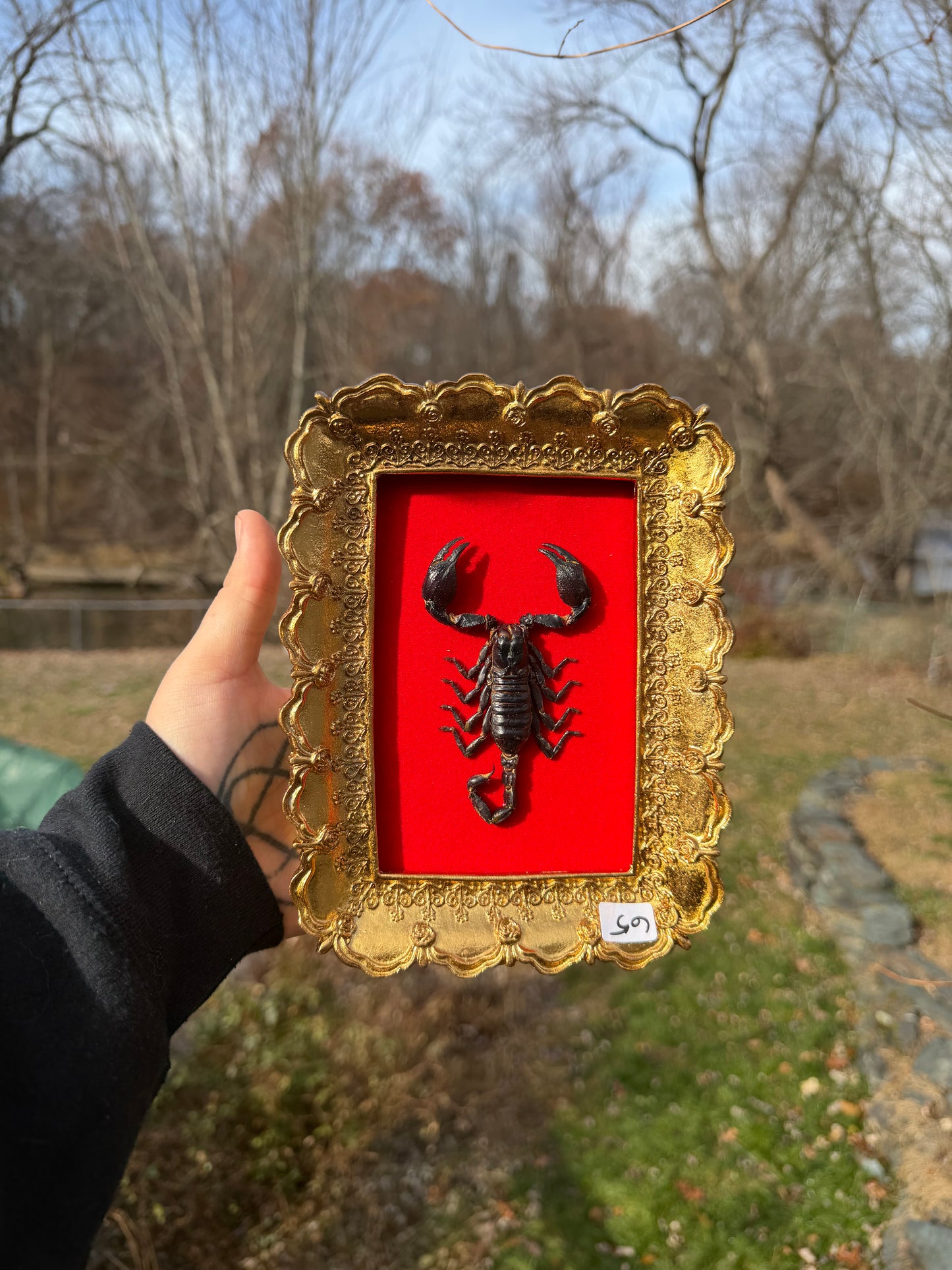 Gold Red Scorpion Frame